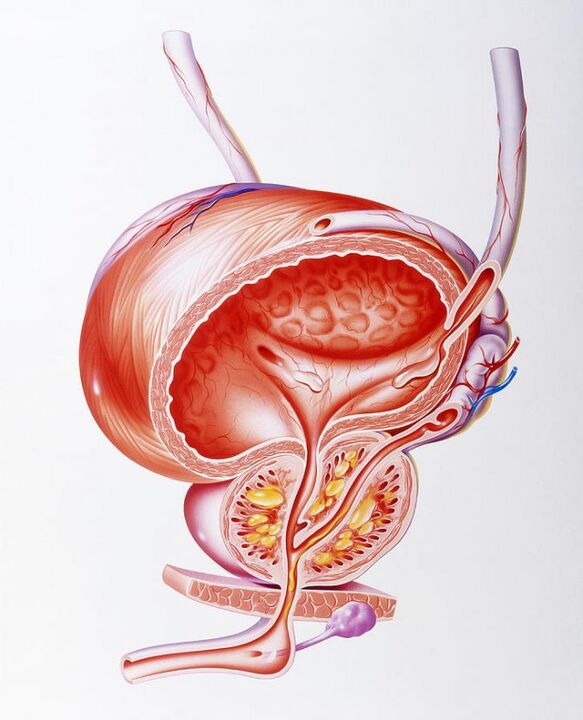 前列腺素胶囊对前列腺的影响