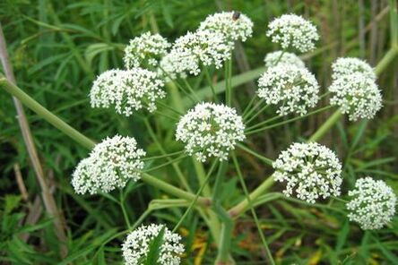 Boligoli植物用于治疗前列腺炎