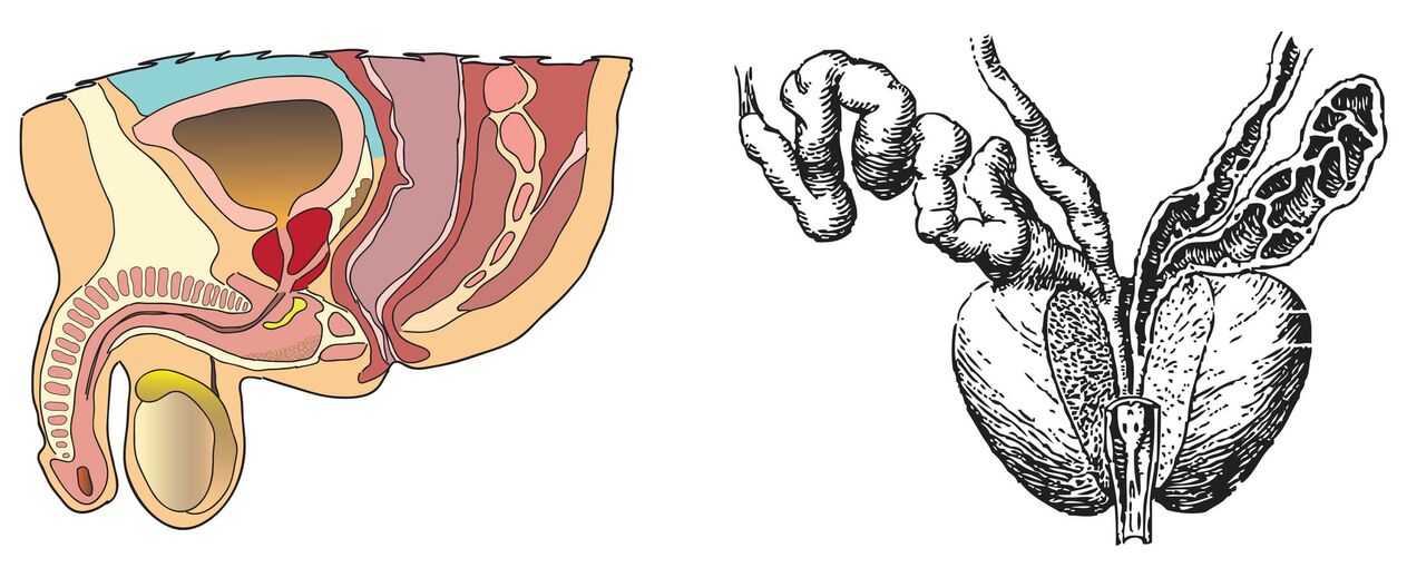 前列腺的解剖
